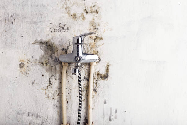 Best Commercial Mold Removal  in Pomeroy, OH