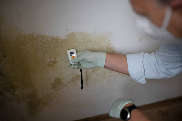 Mold Removal Process in Pomeroy, OH