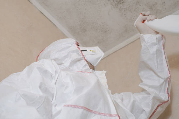 Best Professional Mold Removal  in Pomeroy, OH