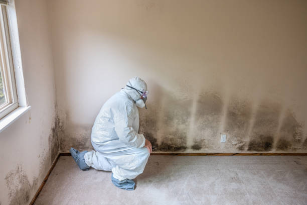 Best Toxic Mold Removal  in Pomeroy, OH