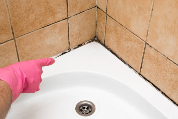 Professional Mold Removal in Pomeroy, OH
